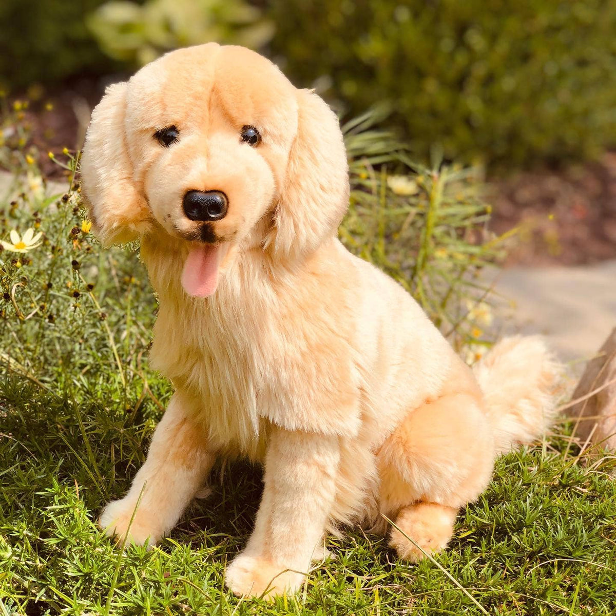 Charlie Golden Retriever